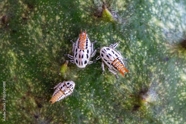 Obraz Inseto Soldadinho