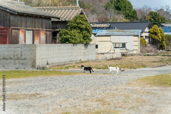 Obraz 離島の猫