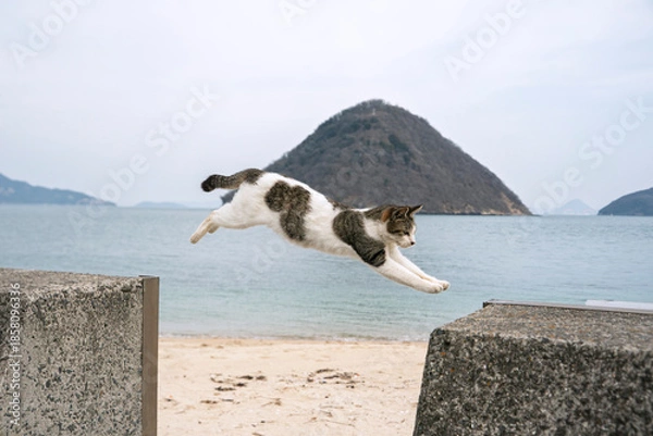 Obraz 飛び移る猫