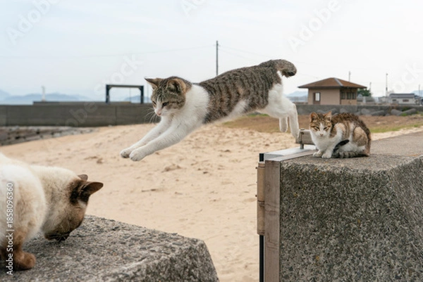 Obraz 飛び移る猫