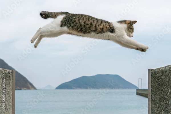 Obraz 飛び移る猫