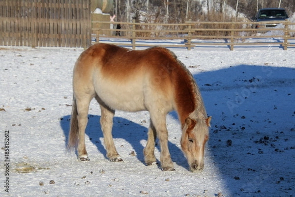 Obraz horse in the snow