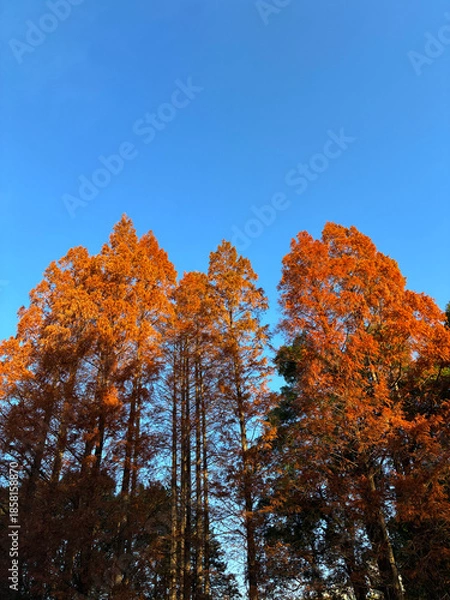 Obraz 紅葉した杉の木_04