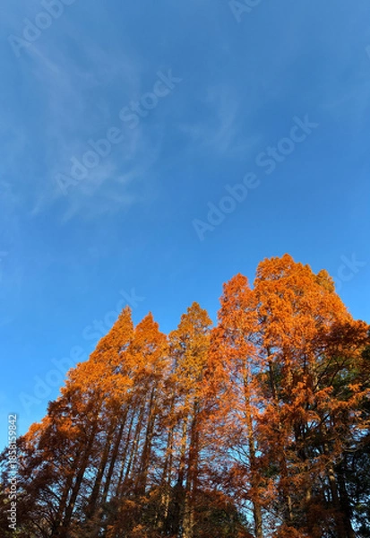 Obraz 紅葉した杉の木_01