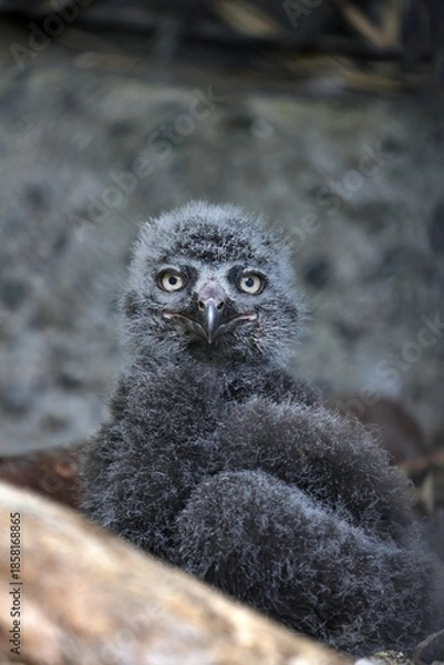 Obraz カメラ目線のシロフクロウのヒナ