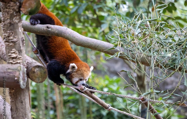 Obraz Red Panda