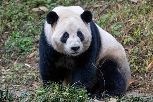 Obraz Panda, Chengdu, China
