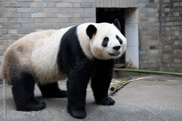 Obraz Panda, Chengdu, China