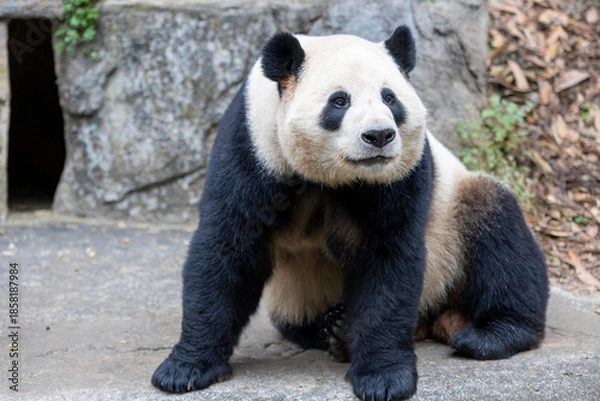 Obraz Panda, Chengdu, China