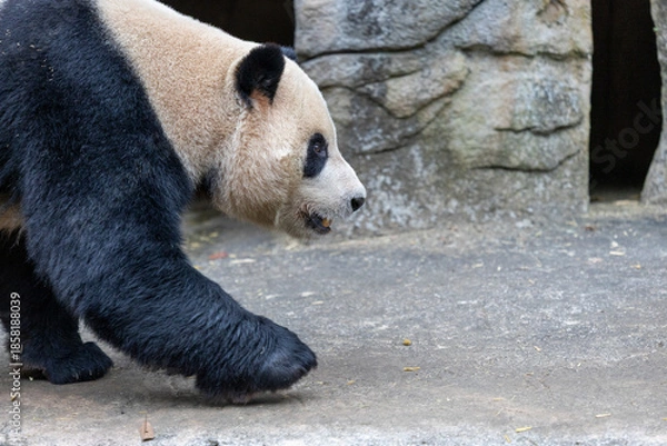 Obraz Panda, Chengdu, China