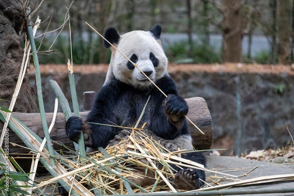 Obraz Panda, Chengdu, China