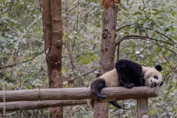 Obraz Panda, Chengdu, China