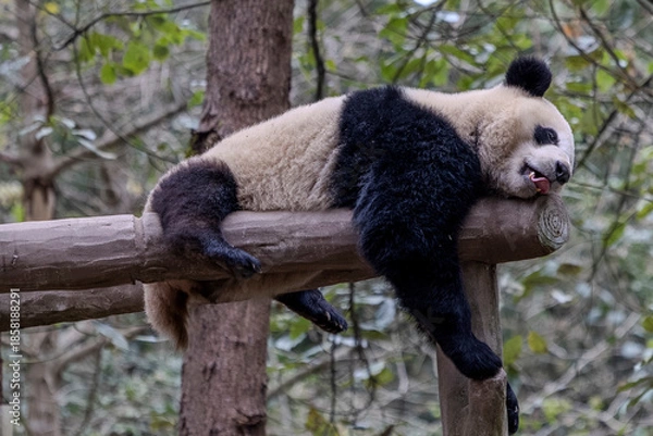 Obraz Panda, Chengdu, China