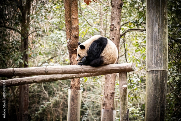 Obraz Panda, Chengdu, China