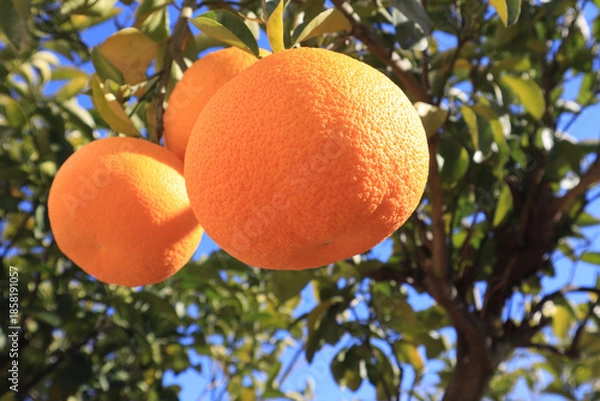 Obraz 実るハッサク　アップ