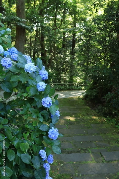 Obraz 鎌倉の妙本寺にて、日差しの当たるあじさいが咲く風景
