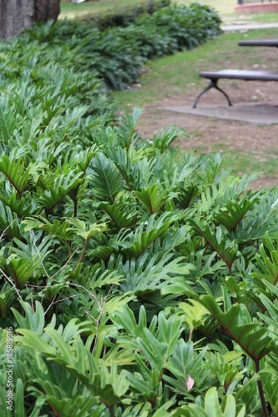 Fototapeta park garden hedge