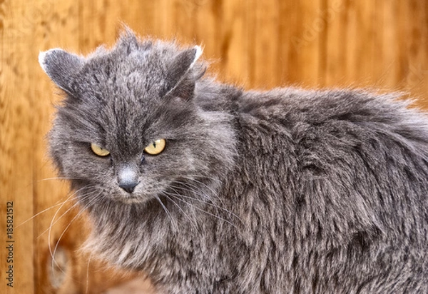 Fototapeta a very angry gray cat on an orange background.
