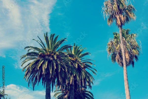 Fototapeta Palm trees in Los Angeles under a clear sky