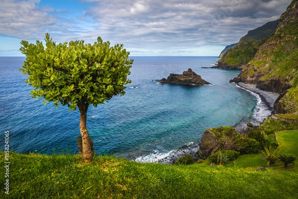 Fototapeta Lonely tree on the seaside slope, Madeira Island, Portugalia