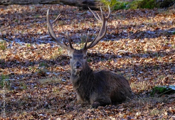 Obraz Hirsch im Schönbuch