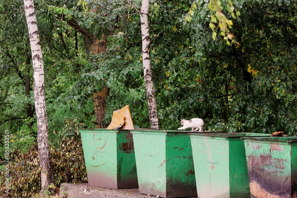 Obraz Stray Cat Walking on Garbage Containers