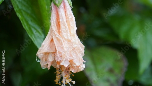 Obraz 元気を失ったハイビスカス　それでも咲こうとする姿