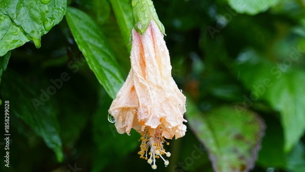 Obraz 雨に濡れてしおれたハイビスカス　静かに立ち止まる時間