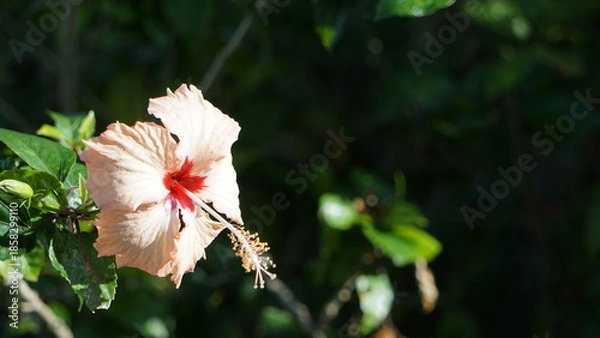 Obraz 沖縄の陽射しを浴びる美しいハイビスカス