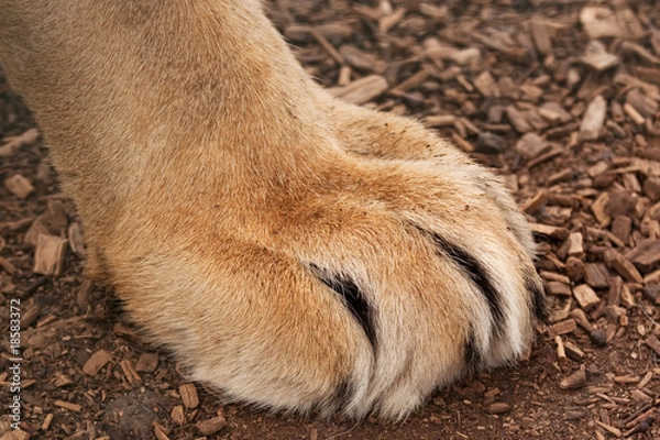 Fototapeta large paw of a large lion