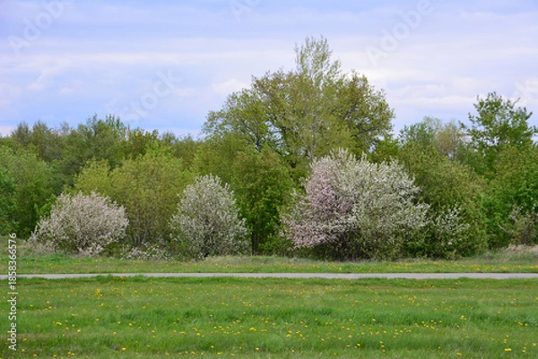 Obraz Spring Landscape with Blooming Trees and Green Grass and walkway