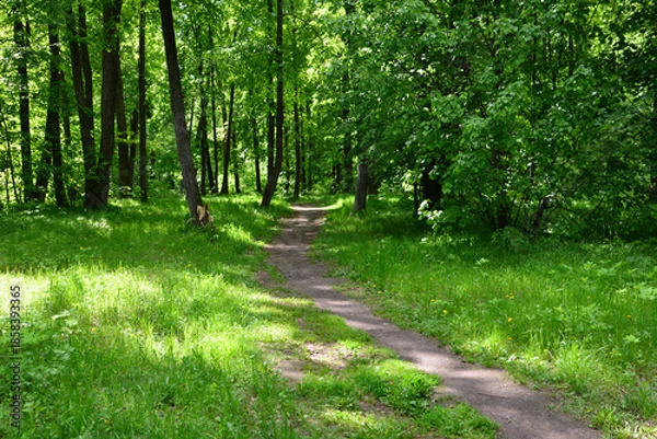 Obraz a footpath with green grass in the spring forest spring background
