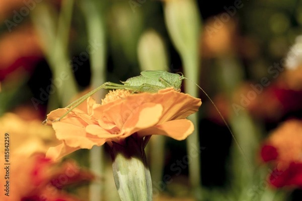 Fototapeta Grasshopper on the flower, enjoying on the sunshine