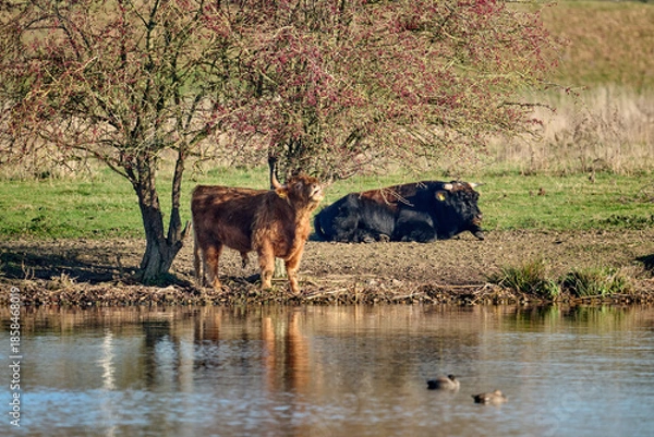 Obraz two bulls at the river