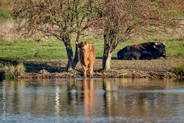 Obraz two bulls at the river
