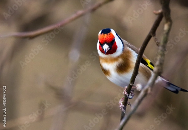 Obraz great tit parus major