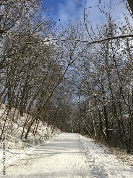 Obraz road in winter forest