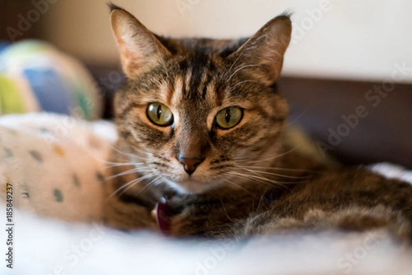 Fototapeta Calico Cat