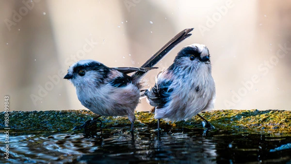 Obraz Long-tailed tit