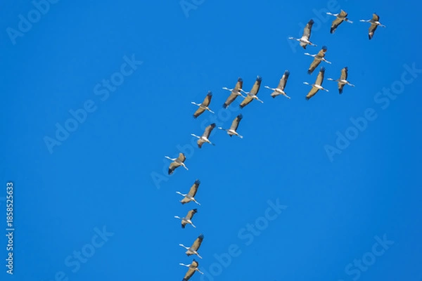 Obraz cranes flying overhead