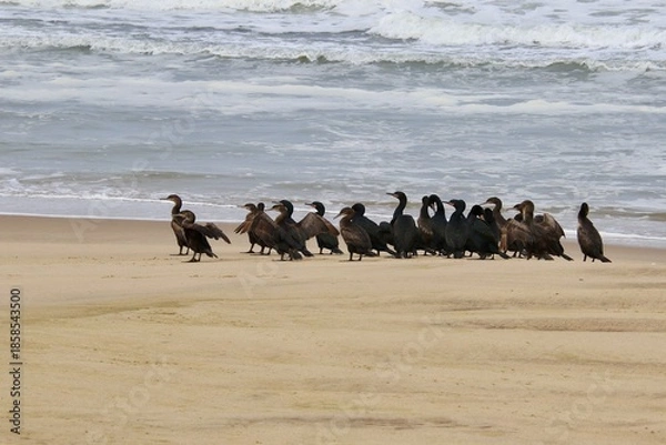 Obraz Kormorane WAlvisBAy Namibia