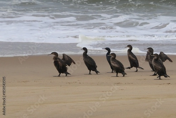 Obraz Kormorane WAlvisBAy Namibia