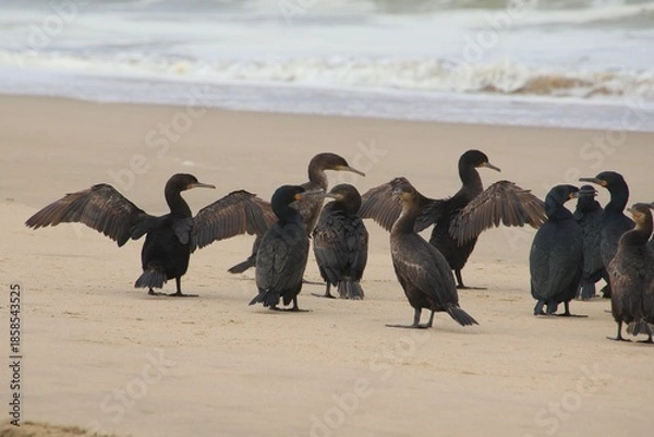 Obraz Kormorane WAlvisBAy Namibia