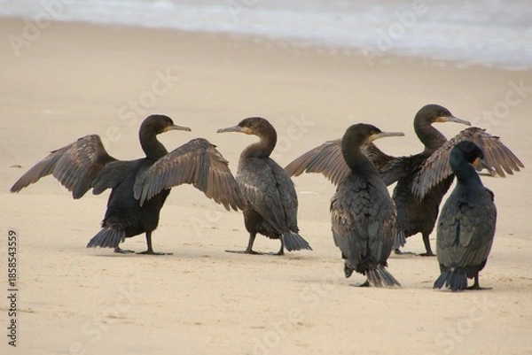 Obraz Kormorane WAlvisBAy Namibia