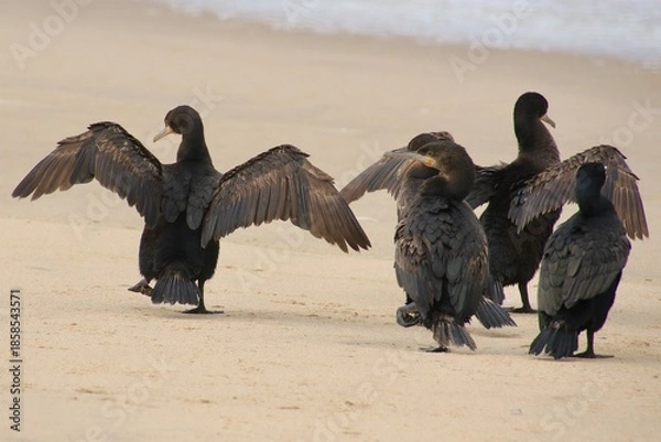 Obraz Kormorane WAlvisBAy Namibia