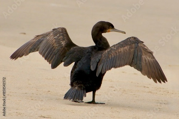 Obraz Kormorane WAlvisBAy Namibia