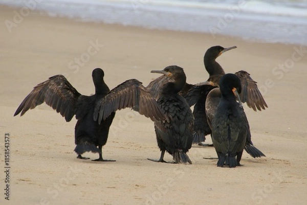 Obraz Kormorane WAlvisBAy Namibia