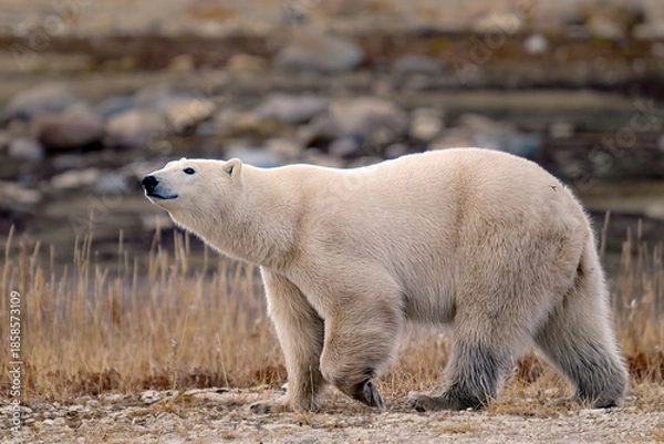 Obraz white polar bear