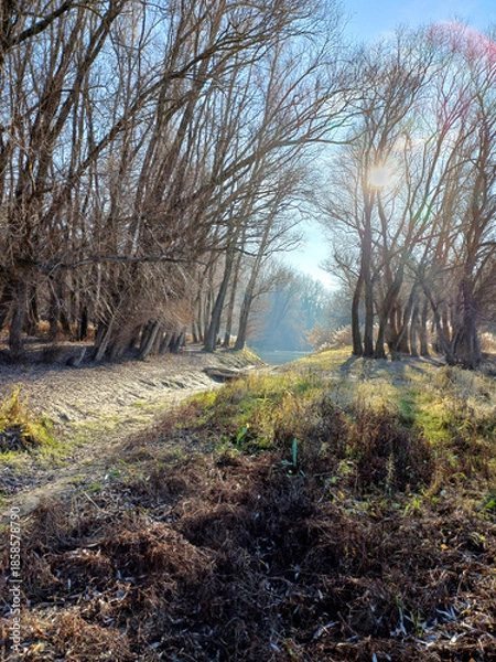 Obraz Sunlit floodplain forest winter path