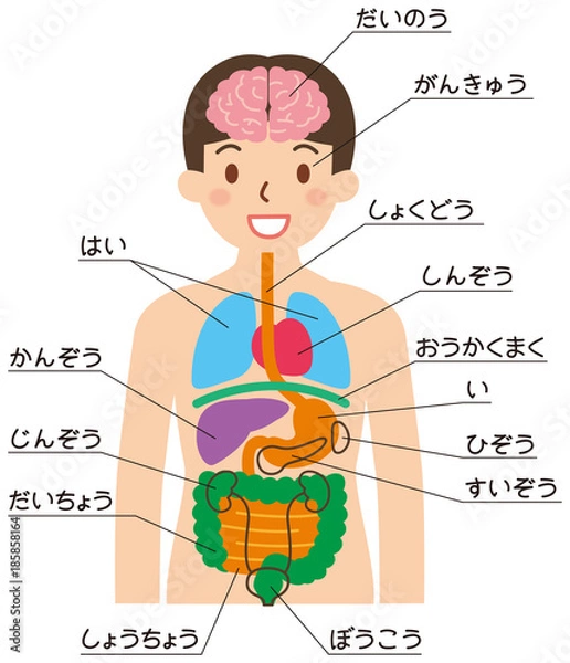 Fototapeta 内臓の名前一覧